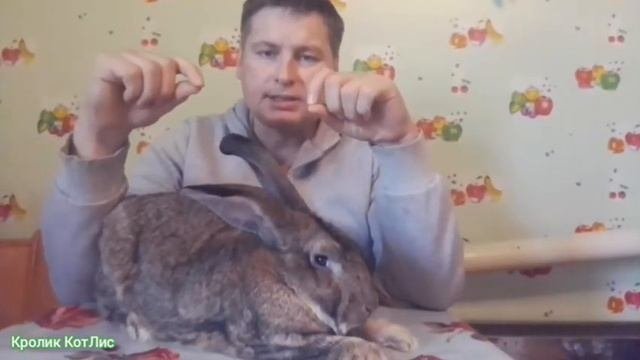 РАЗВЕДЕНИЕ кроликов.СКОЛЬКО НАДО кроликов чтобы начать разводить.КАК ВЫБРАТЬ кролика .