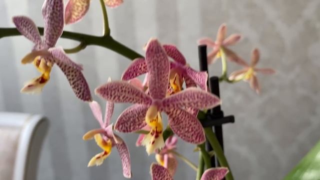А у меня опять новая орхидея!))) Цветение домашних орхидей Бантик ... спящая красавица)) смотреть онлайн