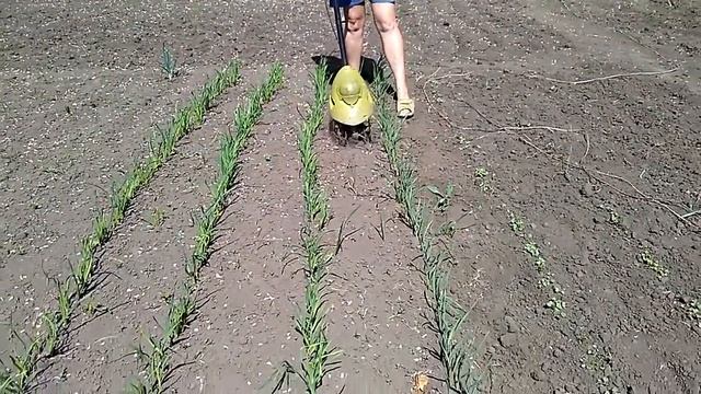 Прополка грядки электрокультиватором смотреть онлайн