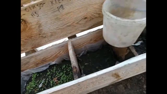 Развалил теплицу аквариумных растений. Что дальше? смотреть онлайн