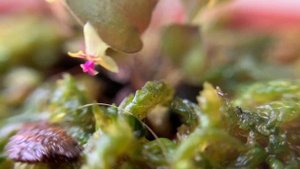 Цветение орхидеи лепантес (Lepanthes uxoria)