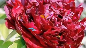 Пион травянистый Черри Хилл (paeonia cherri-khill) ? обзор: как сажать, луковицы пиона Черри Хилл