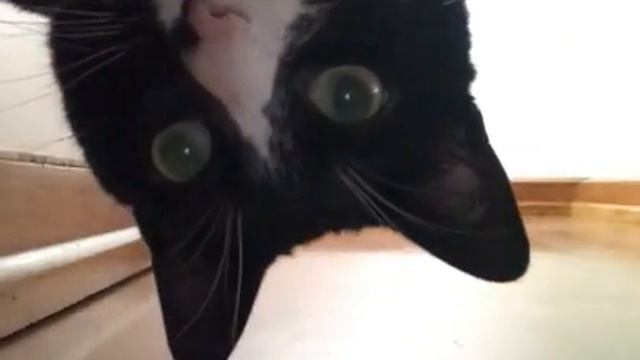 Что ты такое?