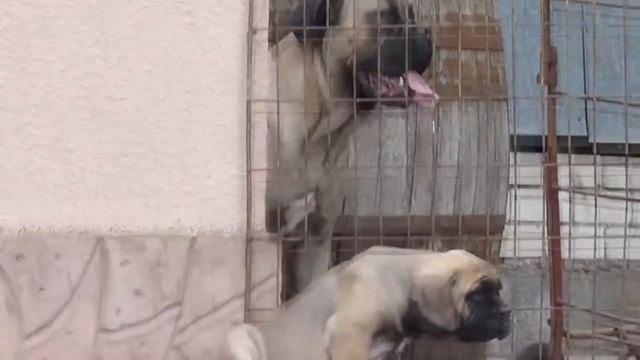 Магнат 2 мес смотреть онлайн