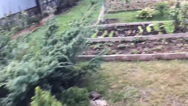 Моя любимая Дача 21.09.19. Выкапываю и обрабатываю гладиолусы. Собираю урожай. Любимые гортензии.❤️ смотреть онлайн