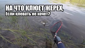 На что клюет жерех, когда не хочет? Трудовые рыбалки глухолетья на Оке Нижнего Новгорода