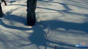 Зимняя охота на зайца-беляка на Камчатке. Заячье Эльдорадо. Удачный день.