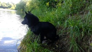 Шипперке/Schipperke