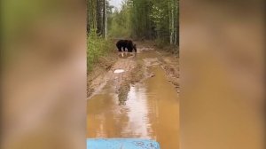 Разборка косолапых