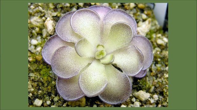 Жирянка смотреть онлайн