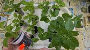 Черенкование Ампельной Петунии. Петуния Ампельная – уход в домашних условиях ?