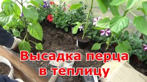 Высадка рассады перца в теплицу из поликарбоната. Когда высаживать рассаду перца в теплицу?