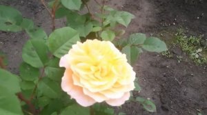 #Нателла В Днепре тихо/Выбились из сил,Мама устала!/Я стараюсь готовить,шутить,жить..