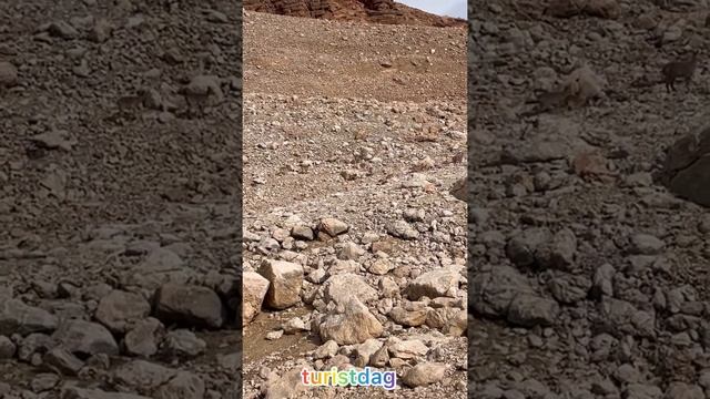 Шалбуздаг горные козлы.#дагестан #туристдаг #туризм #горы