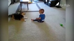 Дети и собаки. Дети играют с собаками. Смешные животные. Dogs and Child. Funny Animals