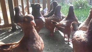 Голуби Кинг Красный