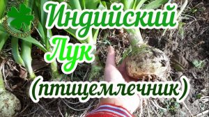 ИНДИЙСКИЙ ЛУК птицемлечник это Лечебное Растение.  Какой он  вырос и что с ним буду делать.
