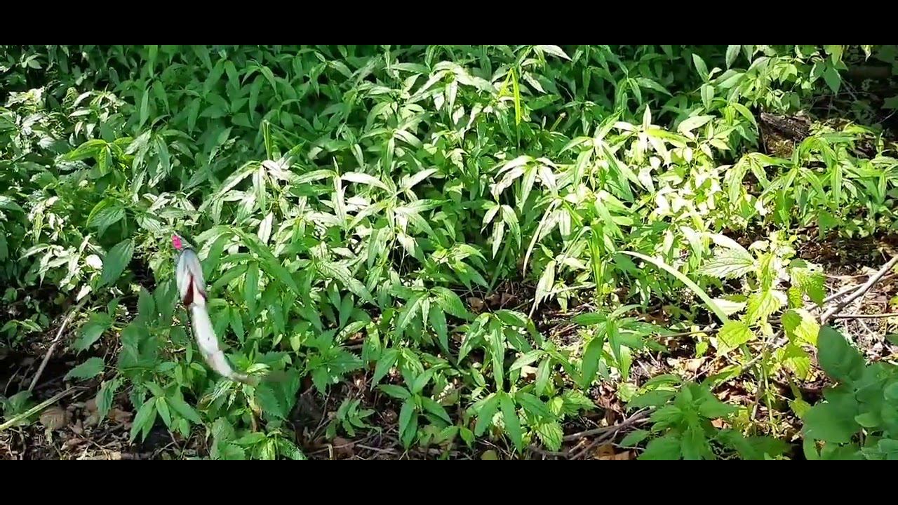 ОДНА ЗА ОДНОЙ!!! ЛОВЛЯ ЩУКИ НА ОЗЕРЕ!!! смотреть онлайн