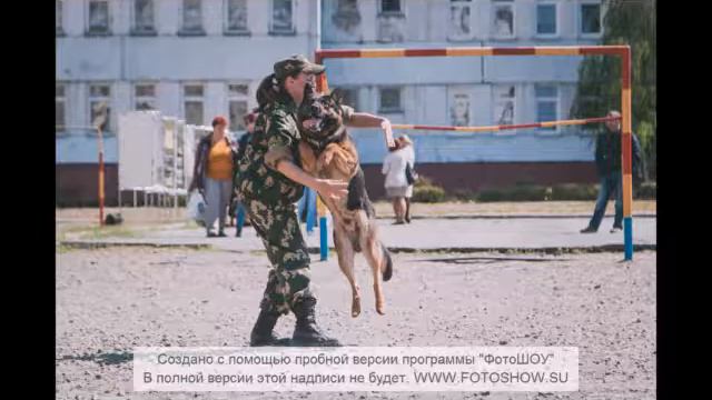 Питомник "Рабочие собаки"