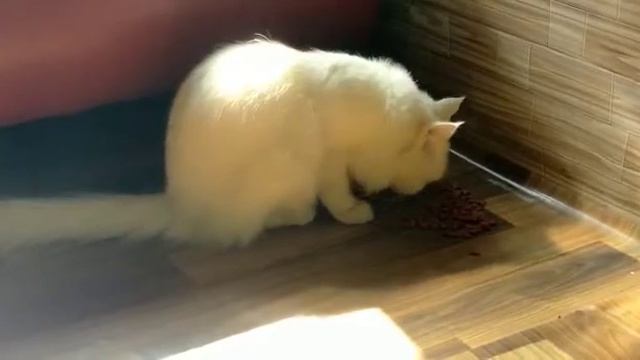 My Funny Cats #shadsamarvlogs #saraikivlog #vlog #sitarayaseen @shadsamarvlogs