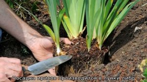 Посадка ирисов летом в грунт