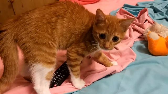 Рыжая кошка сошла с ума смотреть онлайн