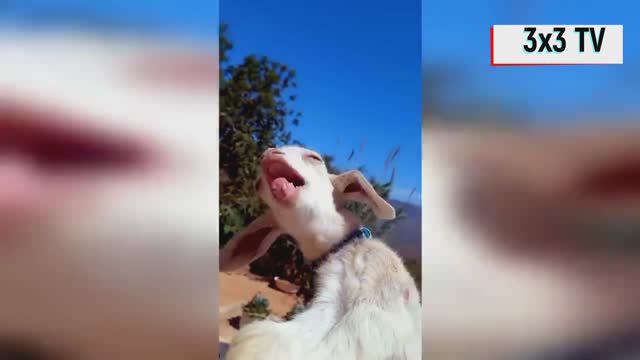 Лучшая подборка приколов смотреть онлайн