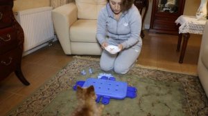 Развивающие игры для собак