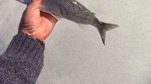 За серебряной рыбой Байкала. Рыбалка на омуля. Отдыхаем на Байкале.