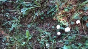 Anis Champignon, Wiesen Champignon- Agaricus Arvensis