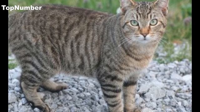 Менкс фото кошки Менкс фото кошки