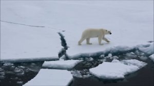 Белый медведь у острова Рудольфа