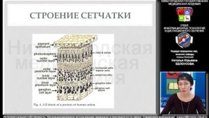 Анатомия зрительного пути. Топическая диагностика симптомов поражения зрительного пути. Демо-версия