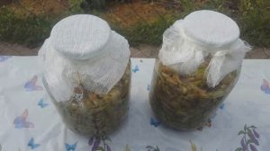 Приготовление яблочного уксуса в домашних условиях.Уксусная матка,что это такое. Польза применения.