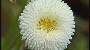 Отдел покрытосеменные. Семейство сложноцветных. Признаки семейства