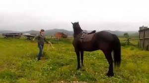 Лошади / кони . Клип про лошадей . Наше лето . #3