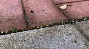 Огород между плитами. Идея для огорода - китайский огород. Огород без проблем. Мини огород нано иде