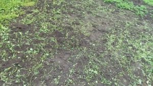 Белая горчица- убийца пырея. Работает на все СТО! Личный опыт на участке.