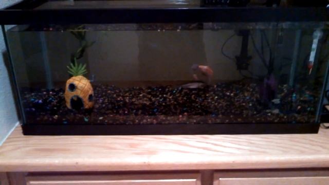 Waterproof LED strip installed on 20g fish tank смотреть онлайн