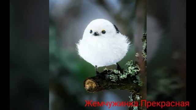 Длиннохвостая синица, или ополовник. смотреть онлайн