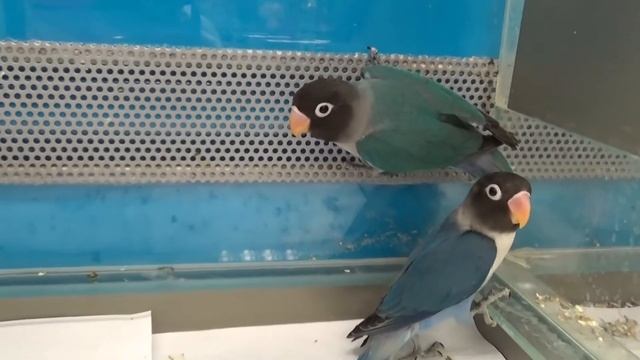 Масковый неразлучник. Содержание и уход за масковым неразлучником. смотреть онлайн