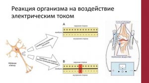 64. ПЕРВИЧНОЕ ДЕЙСТВИЕ ПОСТОЯННОГО ТОКА НА ТКАНИ ОРГАНИЗМА