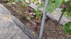 Дынька, Эльвира, Эфект и Триумф - вкуснейший виноград от Писанка О. М.