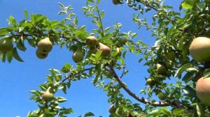 БОГЕМА, КАРМЕН, СЛОВЕНИЯ, ВИКТОРИЯ ЗИМНЯЯ-3 / Содружество летних и зимних сортов груши