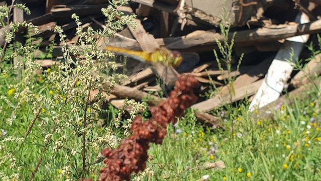 Понаблюдаем за стрекозой. смотреть онлайн