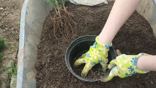 Рассаживаем голубые елочки. Май 2021 г. смотреть онлайн