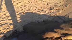 Намыв пляжа мотопомпой для грязной воды