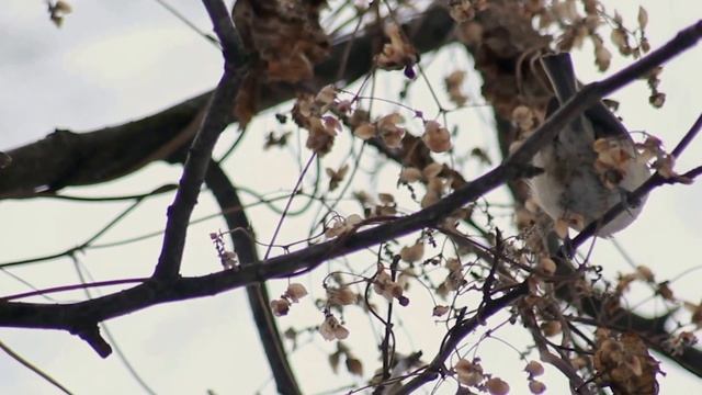 Willow Tit | Буроголовая гаичка | Гаїчка-пухляк