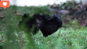 Черные куры,которые несут черные яйца! Правда или лож!