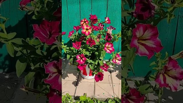 Петуния Crazytunia Mandeville (Мандевиль) 2021 смотреть онлайн